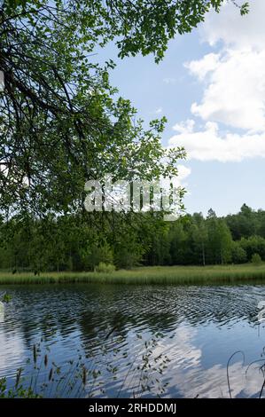 Un lac dans la nature verdoyante avec un arbre au premier plan Banque D'Images