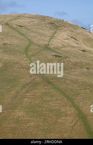 Sentiers sur une colline, près de Lulworth, Dorset Banque D'Images