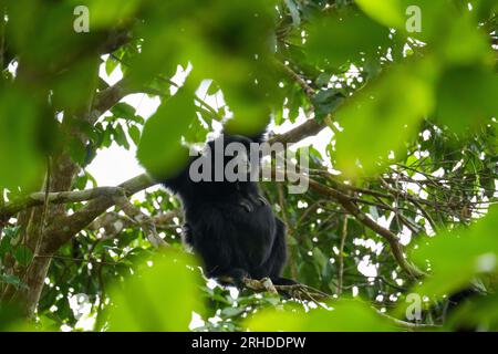 Portrait d'un singe Siamang assis sur l'arbre. Un gibbon arboricole à fourrure noire suspendu dans l'arbre en Malaisie. Siamang gros plan Banque D'Images