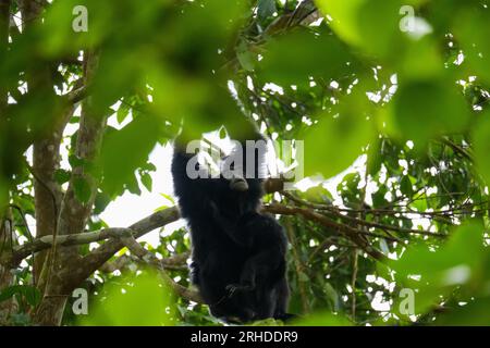 La mère Siamang s'occupe et allaite le bébé sur l'arbre. Gibbon arboricole à fourrure noire suspendu dans l'arbre. Fraser's Hill, Malaisie Banque D'Images