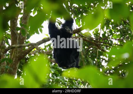 La mère Siamang s'occupe et allaite le bébé sur l'arbre. Gibbon arboricole à fourrure noire suspendu dans l'arbre. Fraser's Hill, Malaisie Banque D'Images