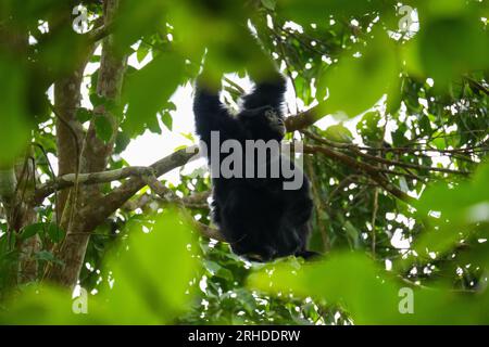 La mère Siamang s'occupe et allaite le bébé sur l'arbre. Gibbon arboricole à fourrure noire suspendu dans l'arbre. Fraser's Hill, Malaisie Banque D'Images