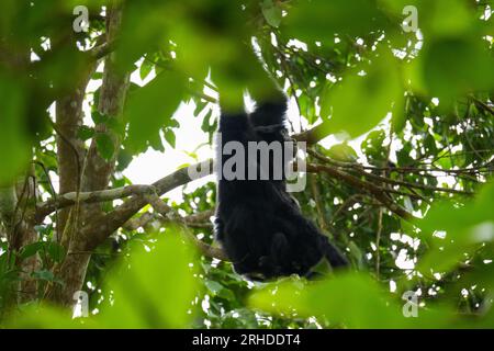 La mère Siamang s'occupe et allaite le bébé sur l'arbre. Gibbon arboricole à fourrure noire suspendu dans l'arbre. Fraser's Hill, Malaisie Banque D'Images