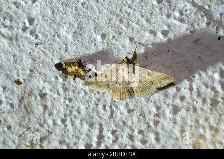 Gros plan une Moth géomètre jaune et une Moth nacrée (genre Diaphania) perchées sur un mur blanc Banque D'Images
