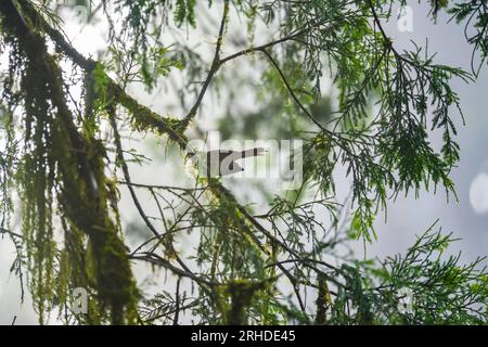 Fermez un oiseau sur une brindille de pin en été avec des gouttes de pluie et de la rosée. Printemps des branches de conifères après la pluie tôt le matin Banque D'Images