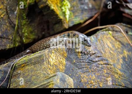 Skink de forêt (Sphenomorphus praesignis) sur bois moussé. Lézard tacheté dans la forêt de Fraser's Hill, Malaisie. Une espèce de lézard de la famille SC Banque D'Images