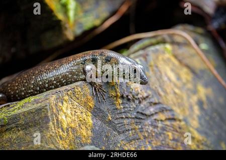 Skink de forêt (Sphenomorphus praesignis) sur bois moussé. Lézard tacheté dans la forêt de Fraser's Hill, Malaisie. Une espèce de lézard de la famille SC Banque D'Images