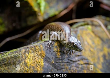 Skink de forêt (Sphenomorphus praesignis) sur bois moussé. Lézard tacheté dans la forêt de Fraser's Hill, Malaisie. Une espèce de lézard de la famille SC Banque D'Images