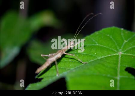 Insecte femelle bâton sur les feuilles sur fond de nature. Insectes bâtons de marche, punaises, bâtonnets ou insectes fantômes. Gros plan anséc animal Banque D'Images