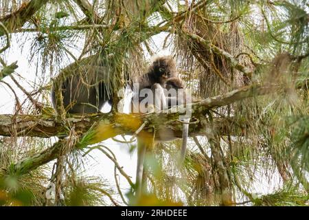 Famille de singe crépusculaire ou de langoure à lunettes (Trachypithecus obscurus) avec bébé singe dormant sur l'arbre dans la forêt tropicale humide. Fraser's Banque D'Images