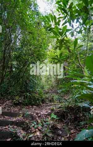 Forêt tropicale humide. Sentier de randonnée dans Fraser's Hill Forest, Malaisie. Un chemin dans la jungle entouré de buissons verts et de feuilles. Feuillage luxuriant en tropique Banque D'Images
