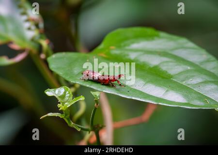 Weevil museau droit (Tribe Acratini). Brentidae est une famille cosmopolite de coléoptères xylophages. Fermez un insecte sur la feuille Banque D'Images