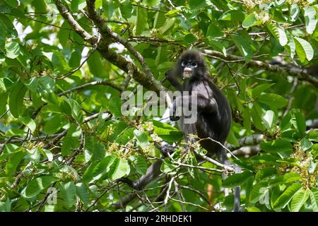 Singe à feuilles floues ou langur à lunettes (Trachypithecus obscurus) assis sur l'arbre dans la forêt tropicale humide. Fraser's Hill, Malaisie Banque D'Images