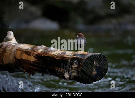 Des plongeurs eurasiens s'affichent sur une bûche au-dessus de la rivière Banque D'Images