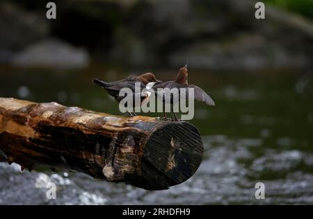 Des plongeurs eurasiens s'affichent sur une bûche au-dessus de la rivière Banque D'Images