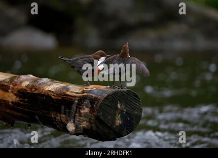 Des plongeurs eurasiens s'affichent sur une bûche au-dessus de la rivière Banque D'Images