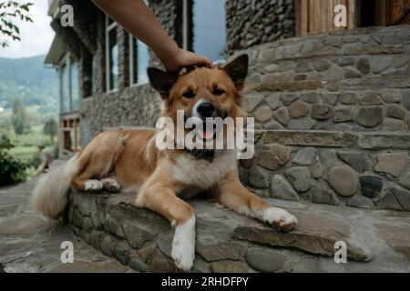 Chien Corgi gallois en train d'être pété par le propriétaire à l'extérieur d'un parc. Corgi rouge et blanc. Banque D'Images