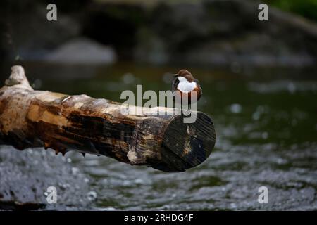 Des plongeurs eurasiens s'affichent sur une bûche au-dessus de la rivière Banque D'Images