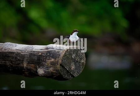 Des plongeurs eurasiens s'affichent sur une bûche au-dessus de la rivière Banque D'Images