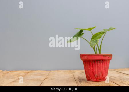 Caladium petites feuilles vertes plante dans un pot d'argile rouge Banque D'Images