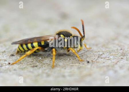 Gros plan sur un mâle de l'abeille nomade noire et jaune de Gooden, Nomada goodeniana Banque D'Images