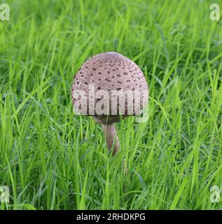 Jeune champignon parasol - Macrolepiota procera Banque D'Images