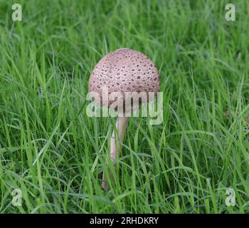 Jeune champignon parasol - Macrolepiota procera Banque D'Images