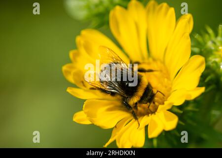 Bourdon pollinisant une fleur jaune Banque D'Images