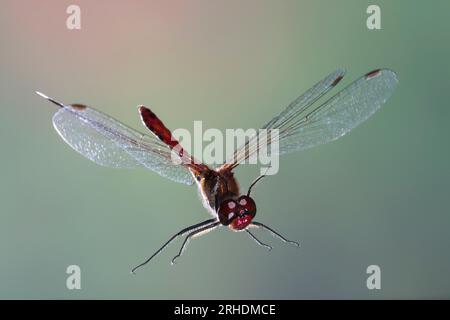 Blutrote Heidelibelle, Heidelibelle, Männchen, Flug, fliegend, Sympetrum sanguineum, Ruddy sympetrum, Ruddy Darter, mâle, vol, vol, Sympétrum sa Banque D'Images