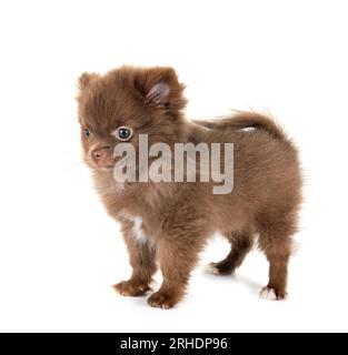 Pomeranian jeunes in front of white background Banque D'Images