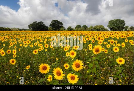 Champs de tournesols au pied du sud de Downloads est Chiltington East Sussex sud est Angleterre Royaume-Uni Banque D'Images