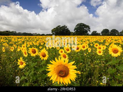 Champs de tournesols au pied du sud de Downloads est Chiltington East Sussex sud est Angleterre Royaume-Uni Banque D'Images