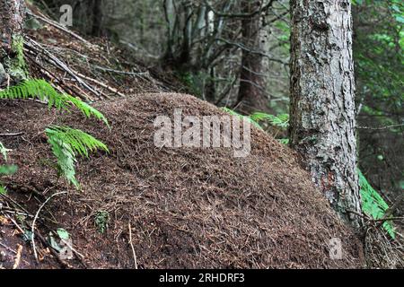 Bois fourmis (Formica rufa) nid Hamsterley Forest, comté de Durham, nord-est de l'Angleterre, Royaume-Uni Banque D'Images