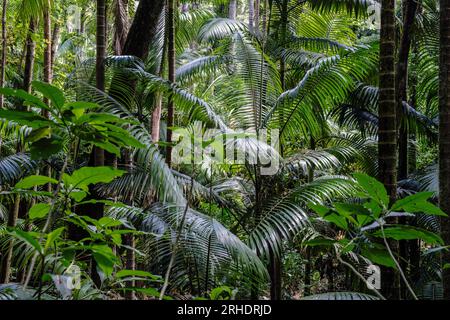 Feuillage de forêt tropicale dans le parc national d'Eungella, Queensland, Australie Banque D'Images