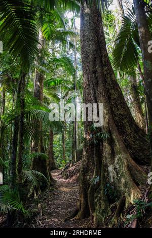 Contrefort racines d'arbre à côté d'une piste de randonnée dans le parc national d'Eungella, Queensland, Australie Banque D'Images