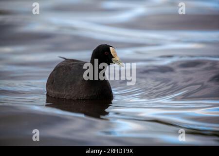 Une cuisine australienne - Fulica atra - nageant sur l'eau Banque D'Images