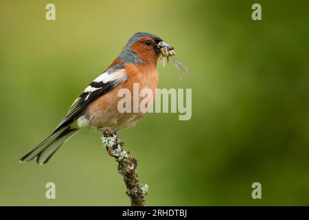 Un Chaffinch mâle - Fringilla coelebs - perché sur une branche mince avec un bec plein d'insectes. Écosse Banque D'Images