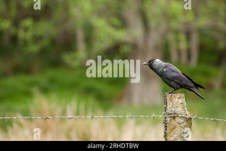 Un Jackdaw - Corvus monedula - perché sur un vieux poteau de clôture avec bois en arrière-plan. Écosse Banque D'Images