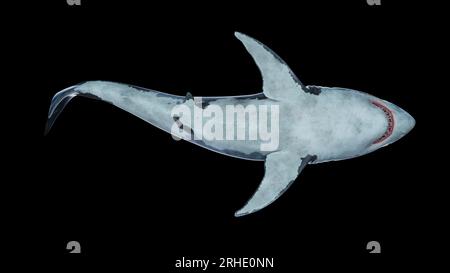 Gros plan d'un grand requin blanc nageant sous l'eau vue latérale Megalodon est le requin le plus prédateur de l'océan Banque D'Images