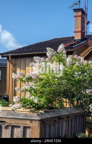 Hydrangea paniculata 'Grandiflora' Banque D'Images