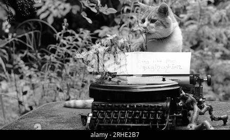 Un chat assis à côté d'une vieille machine à écrire avec du papier. Banque D'Images