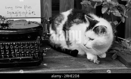 Un chat assis à côté d'une vieille machine à écrire avec du papier. Banque D'Images