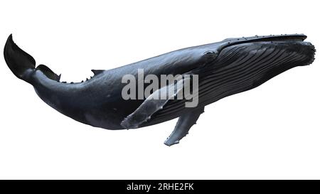 8k isolé 3d baleine à bosse nageant sur fond blanc Banque D'Images