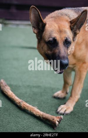 Chien berger allemand avec bâton. Jouer au chien de berger. Museau mignon de chien de berger. Meilleur ami animal. Adorable animal de compagnie. Chien domestique sur l'arrière-cour. Banque D'Images