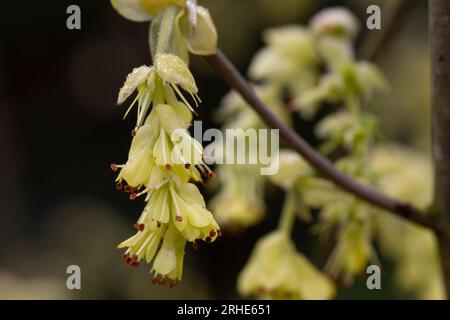 Fond printanier avec Corylopsis spicata ( noisetier glabrescens ) chatons jaunes sur branche sans feuilles sur fond bokeh flou. Hazel catkins AS Banque D'Images