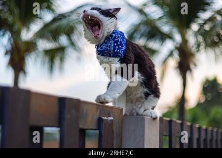 Un jeune chat mâle à fourrure noire et blanche bâille sur une clôture de jardin. Les yeux fermés, les moustaches tremblent ; une scène tranquille de beauté de la nature. Net de près u Banque D'Images