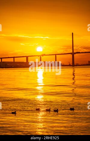 5 canards devant le pont Queen Elizabeth II connu sous le nom de pont Dartford sur la tamise au coucher du soleil Banque D'Images