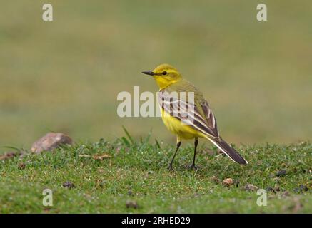 Mâle adulte jaune de queue de cheval (Motacilla flava flavissima) sur banc herbeux Eccles-on-Sea, Norfolk, Royaume-Uni. Avril Banque D'Images