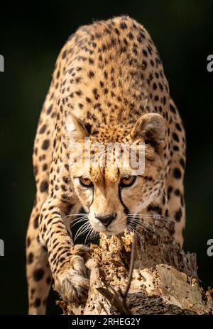 Cheetah Darcy explore son territoire nouvellement développé qui couvre 10 000 000 carrés au Yorkshire Wildlife Park, près de Doncaster. Darcy, âgée de quatre ans, a voyagé de la réserve naturelle de Fota en Irlande à YWP la semaine dernière où elle sera rejointe par Brooke, un mâle de 13 ans, qui quitte le Bristol Zoo Project, sur recommandation du European Endangered Species Programme. La réserve ouvre au public vendredi. Date de la photo : mercredi 16 août 2023. Banque D'Images