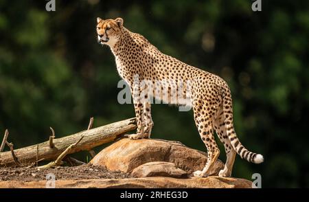 Cheetah Darcy explore son territoire nouvellement développé qui couvre 10 000 000 carrés au Yorkshire Wildlife Park, près de Doncaster. Darcy, âgée de quatre ans, a voyagé de la réserve naturelle de Fota en Irlande à YWP la semaine dernière où elle sera rejointe par Brooke, un mâle de 13 ans, qui quitte le Bristol Zoo Project, sur recommandation du European Endangered Species Programme. La réserve ouvre au public vendredi. Date de la photo : mercredi 16 août 2023. Banque D'Images